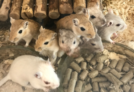 Mongoolse Gerbil (Woestijnrat) €15,-