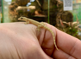 Rouwgekko (Lepidodactylus Lugubris)