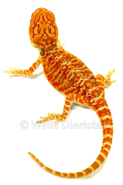 Baardagaam Rood (Pogona vitticeps) v.a. €75,-