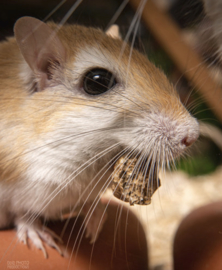 Cheesman’s Gerbil (gerbillus cheesmani) v.a. €25,-