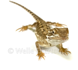 Dwergbaardagaam (Pogona Henrylawsoni) v.a. €100,-