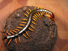 Reuzenduizendpoot (Scolopendra Subspinipes) v.a. €40,-