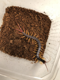 Scolopendra Alipes (Vlagstaart Duizendpoot) v.a. €20,-