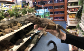 Chuckwalla (Sauromalus sp.) v.a. €200,-