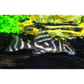 L129 / Hypancistrus Debiliterra / Algeneter Zebra v.a. €25,-