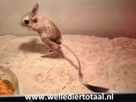 Grote Woestijnspringmuis (Jaculus Orientalis) v.a. €100,-