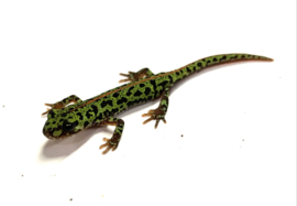 Dwergmarmersalamander / Triturus Pygmaeus