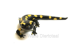 Vuursalamander / Salamandra S. Terrestris v.a. €50,-