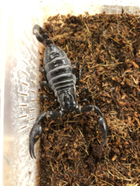 Thaise bosschorpioen (Heterometrus Spinifer) v.a. €15,-