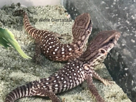 Steppevaraan (Varanus Exanthematicus) v.a. €50,-