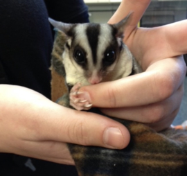 Wildkleur Sugar Glider  / Suikereekhoorn / Petaurus Breviceps v.a. €150,-