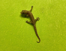 Rouwgekko (Lepidodactylus Lugubris)