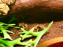 Rana Livida Odorrana (Groene Bergkikker) 