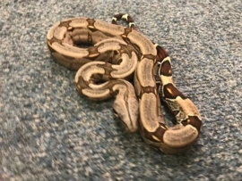 Afgodsslang (Boa Constrictor)