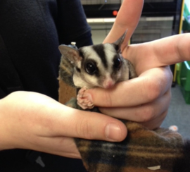 Wildkleur Sugar Glider  / Suikereekhoorn / Petaurus Breviceps v.a. €150,-