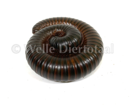 Afrikaanse Reuzenmiljoenpoot (Archispirostreptus gigas) €25,-