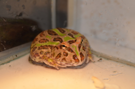 Pacman / Hoornkikker / Ceratophrys Cranwelli Groen v.a. €35,-