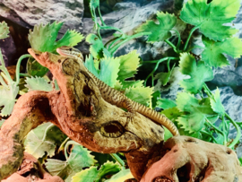 Stekelstaartvaraan (Varanus Acanthurus) v.a. €250,-