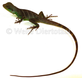 Wateragaam (Physignathus Cocincinus) v.a. €50,-