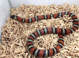 Koningsslang (Lampropeltis Ruthveni) v.a. €40,-