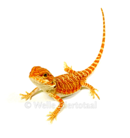 Baardagaam Rood (Pogona vitticeps) v.a. €75,-