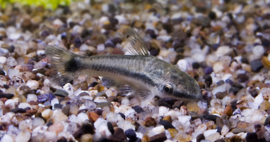 Otocinclus Vittatus / Dwergalgeneter Vittatus v.a. €3,95