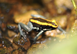 Phyllobates Vittatus (Gestreepte Pijlgifkikker) v.a. €30,-