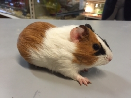 Cavia Gladhaar Vrouw €34,50