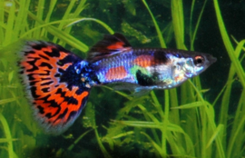 Guppy Man Blauw Spotted Tail €3,50