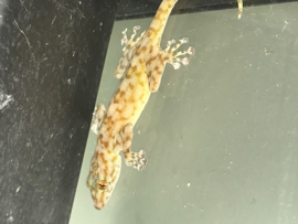 Waaierteengekko (Ptyodactylus hasselquistii) v.a. €12,50