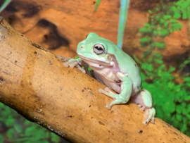 Koraalteenboomkikker (Litoria Caerulea) v.a. €20,-