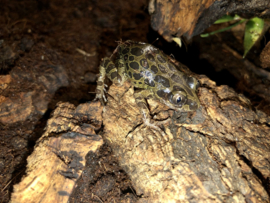 Kassina Senengalensis (Afrikaanse Renkikker)
