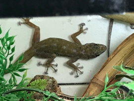 Waaierteengekko (Ptyodactylus hasselquistii) v.a. €12,50