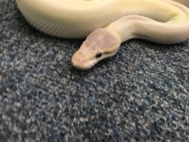 Python Regius, Supermojave, Blue Eye Leucistic