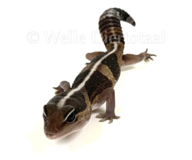 Vetstaartgekko (Hemitheconyx Caudicinctus) v.a. €27,50