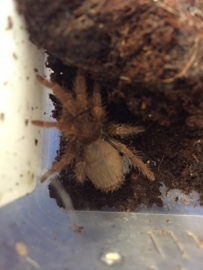 King Baboon spider (Citharischius Crawshayi) v.a. €40,-