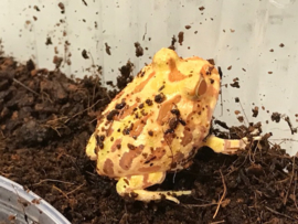Pacman Strawberry/Apricot (Ceratophrys Cranwelli) €55,-