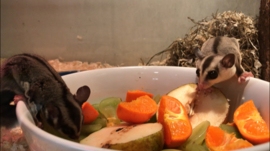 White-Face Sugar glider / Suikereekhoorn v.a. €290,-