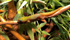 Pauwoogdaggekko | Phelsuma Quadriocellata v.a. €65,-