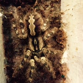 Poecilotheria Striata v.a. €40,-