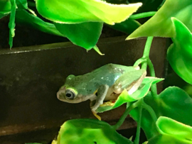 Rietkikker (Hyperolius Concolor) 