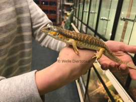 Berberskink (Eumeces schneideri) v.a. €55,-