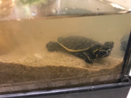 Woeste Drieklauw Weekschildpad (Apalone Ferox) v.a. €25,-