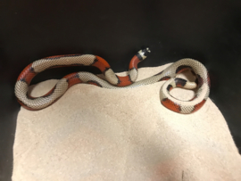 Koningsslang (Lampropeltis Triangulum Stuarti 'Aberant' High White) v.a. €75,-