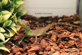 Wateragaam (Physignathus Cocincinus) v.a. €50,-