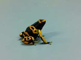 Bijengifkikker (Dendrobates Leucomelas) v.a. €45,-