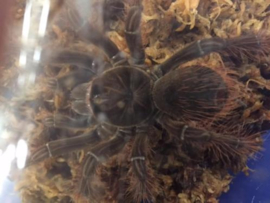 Goliath Vogelspin (Theraphosa Blondi) v.a. €180,-