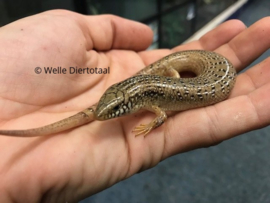 Parelskink (Chalcides Ocellatus) v.a. €15,-