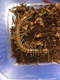 Duizendpoot (Scolopendra Madagascariensis) v.a. €25,-