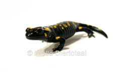 Vuursalamander / Salamandra S. Salamandra v.a. €50,-